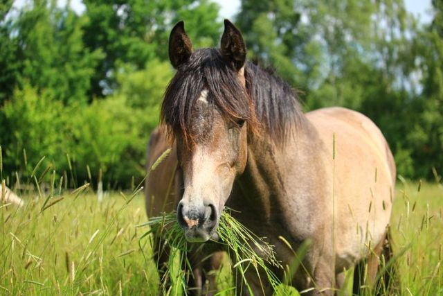 paard